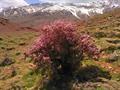 Prunus elaeagnifolia